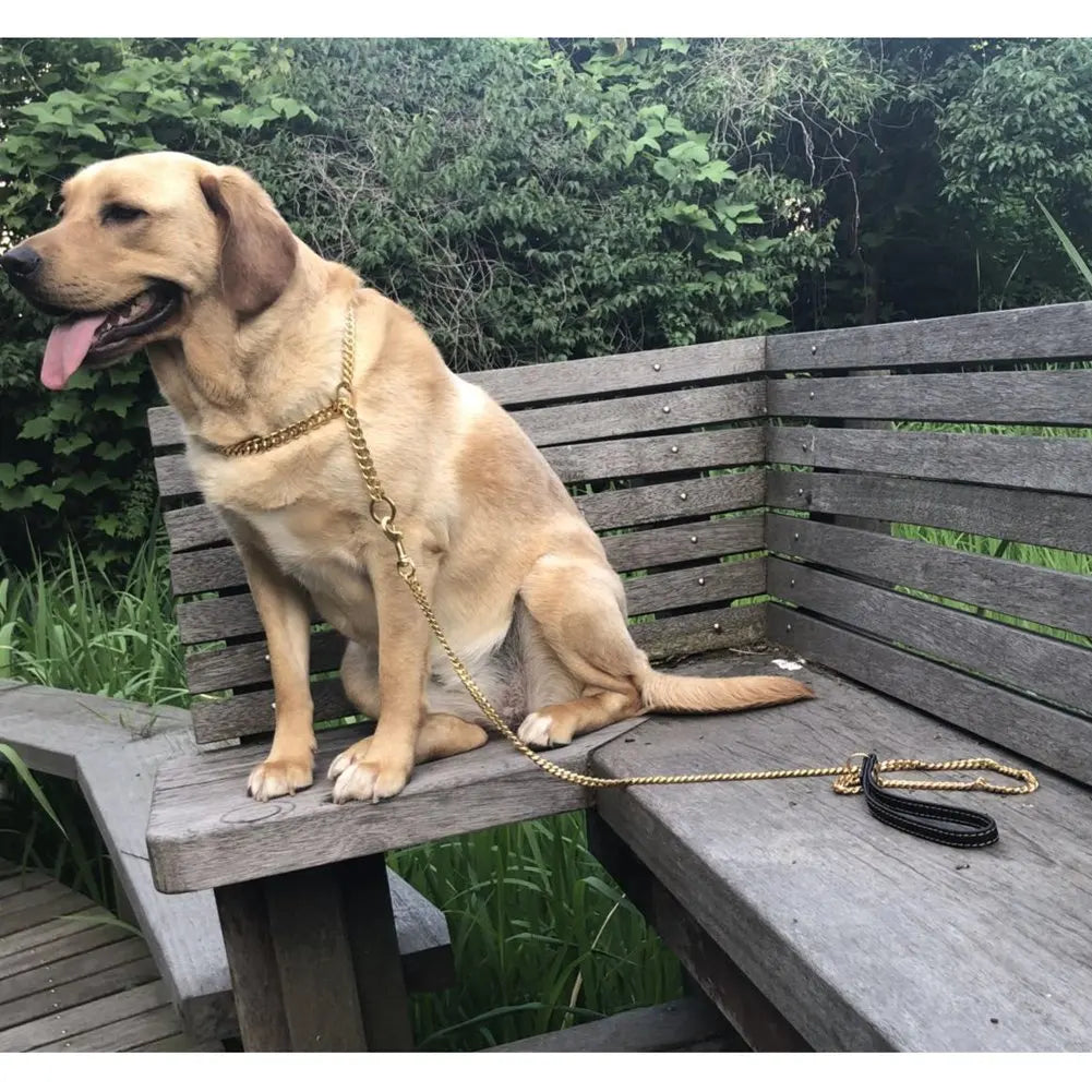 Guinzaglio per cani in oro da 10 mm Catena di piombo per cani a prova di masticazione in metallo in acciaio inossidabile per cani Corda di trazione per animali domestici