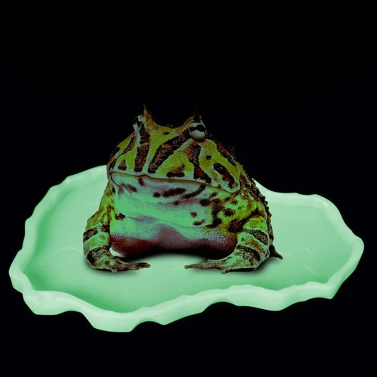 Ciotole per rettili Terrario Alimentazione Piatto a verme Rettile Piatto per mangiatoia per baco di pasti Ciotola di plastica per rana Gecko Serpente Ragni Tartarughe