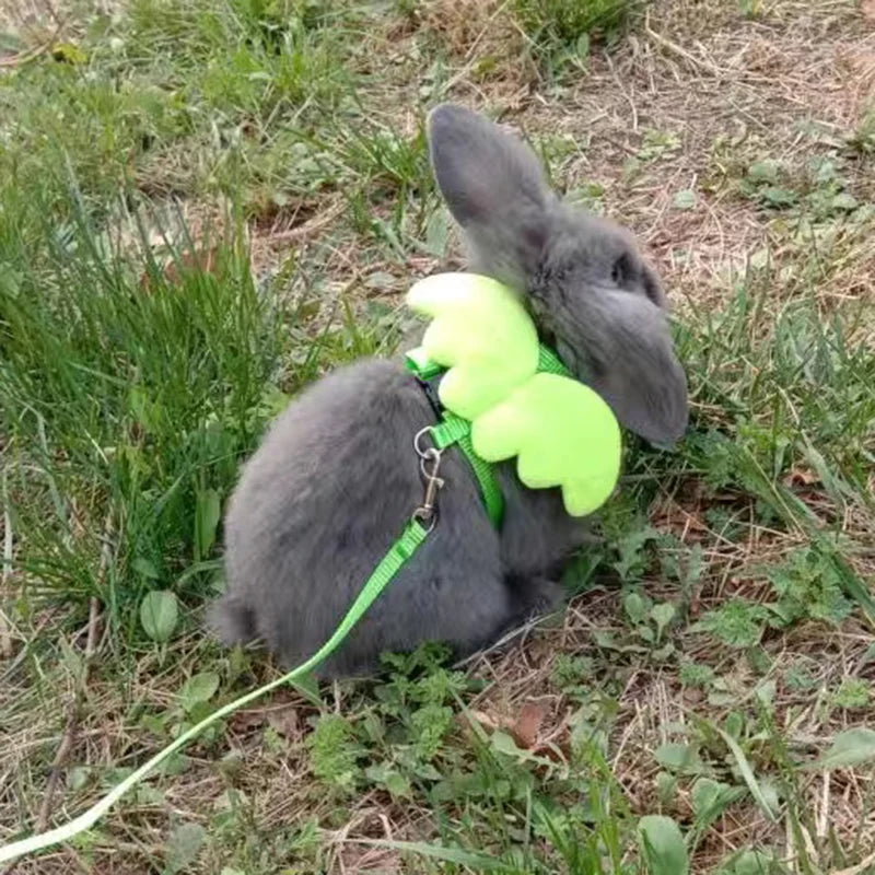Imbracatura per piccoli animali con ali d'angelo