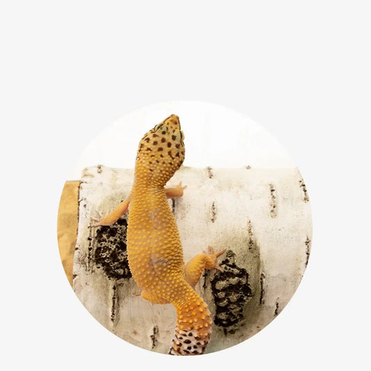 Nascondiglio rettili in resina