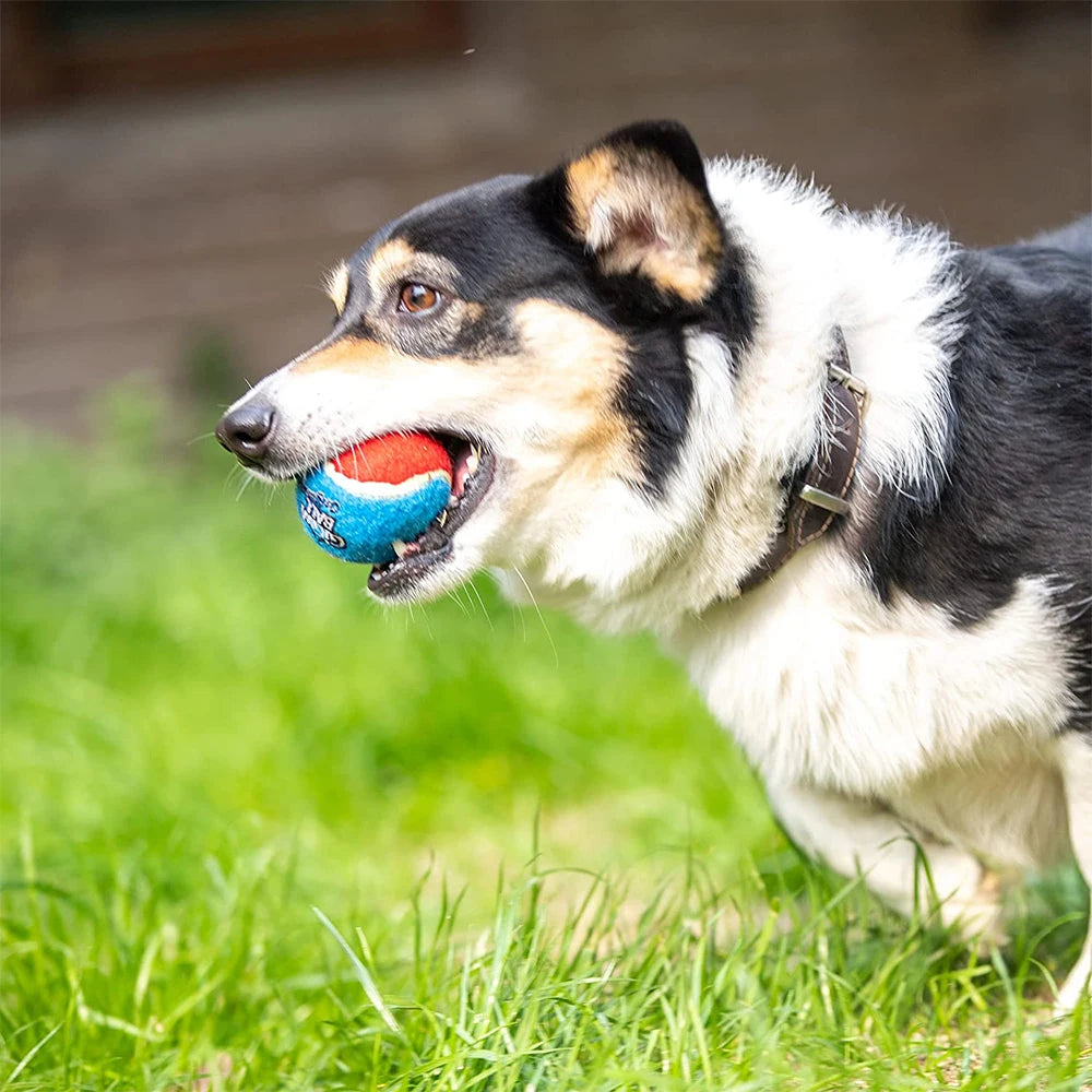 Palla da tennis cani con suono