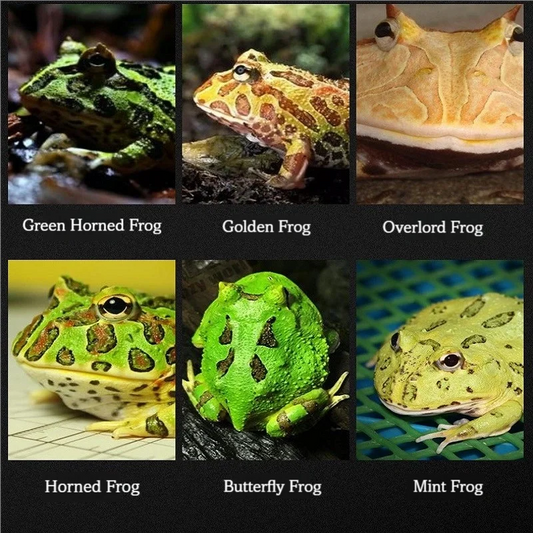 Mangime per rane cornute/toro