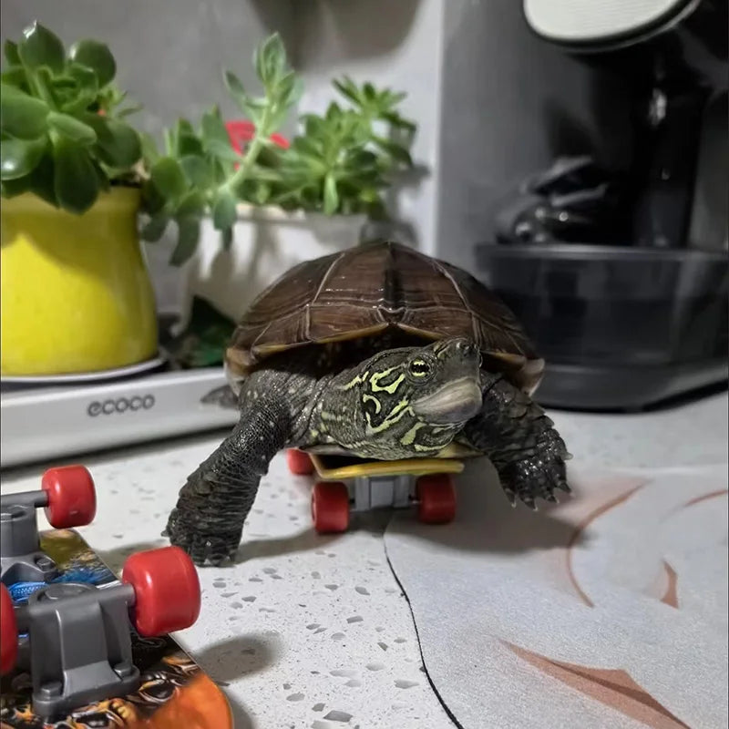 Schildkrötenspielzeug - Skateboard