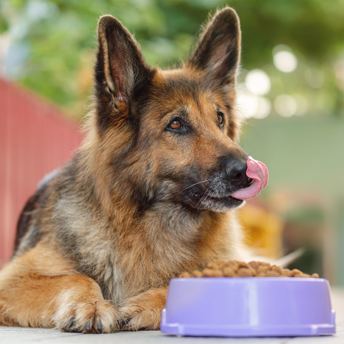 Alimenti, Snack e Integratori
