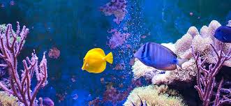 Acquari, Terrari e Tartarughe