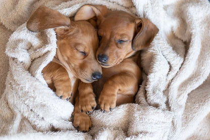 Integratore Alimentare per cuccioli - Puppy Support