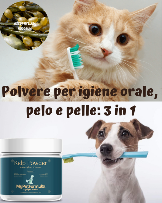 Integratore Alimentare - KELP POWDER (Igiene Orale)
