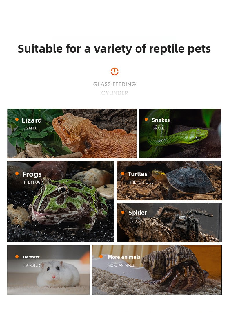 Professionelles Glas-Terrarium für Reptilien, geeignet für Chamäleons, Echsen und Schlangen, ideal für Hornfrösche und Wasserschildkröten, mit transparenter Belüftung.