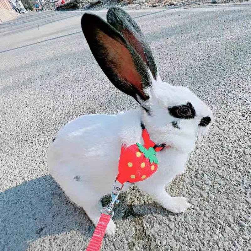 Imbracatura e guinzaglio piccoli animali