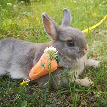 Imbracatura e guinzaglio piccoli animali
