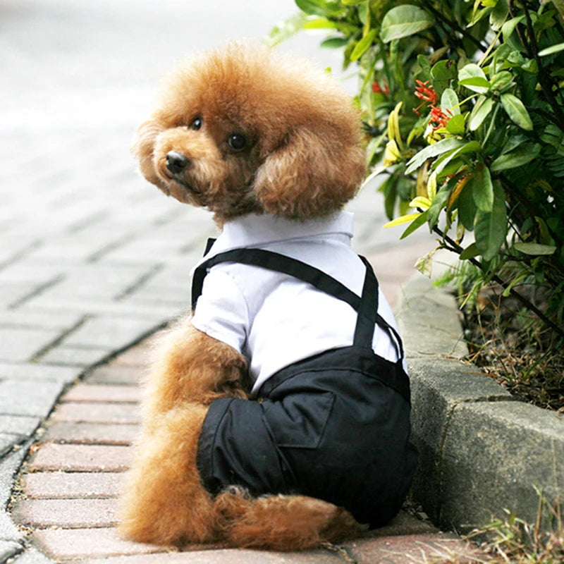 Completo elegante per cani tipo smoking