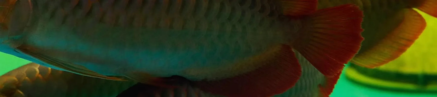 Pellet galleggianti per Arowana