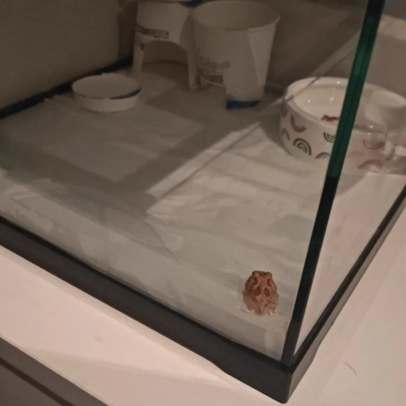 Professionelles Glas-Terrarium für Reptilien, geeignet für Chamäleons, Echsen und Schlangen, ideal für Hornfrösche und Wasserschildkröten, mit transparenter Belüftung.