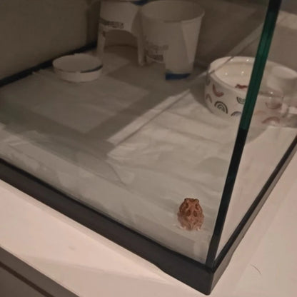 Professionelles Glas-Terrarium für Reptilien, geeignet für Chamäleons, Echsen und Schlangen, ideal für Hornfrösche und Wasserschildkröten, mit transparenter Belüftung.