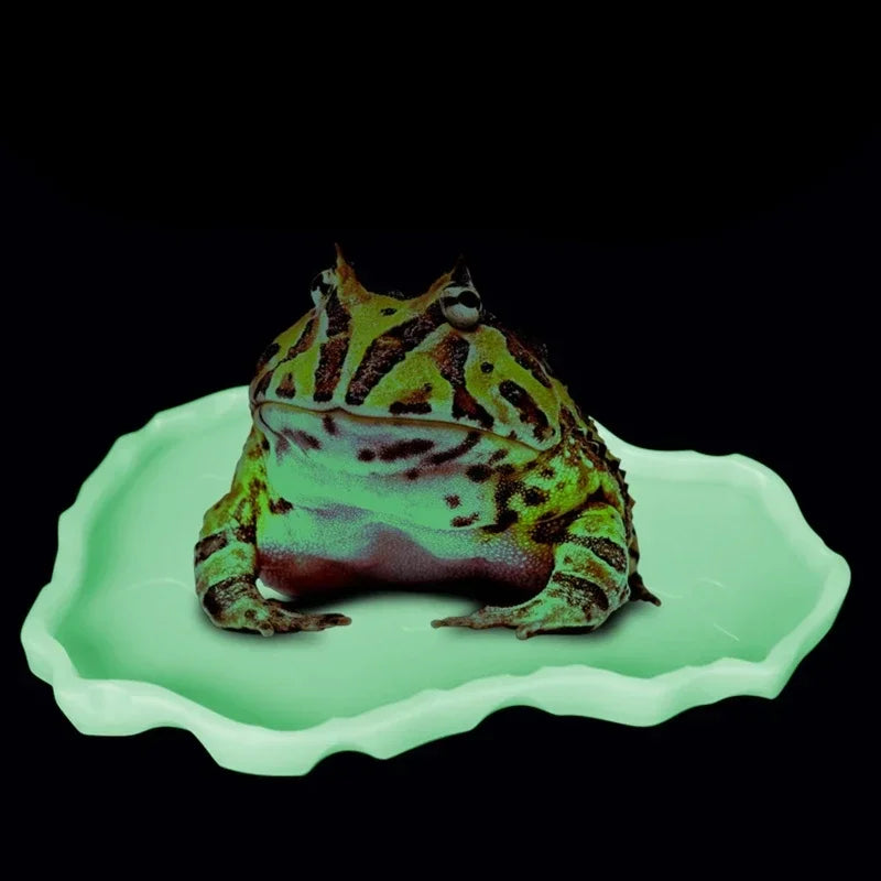 Reptilienschalen Terrarium Fütterung Wurmgericht Reptilien-Mehlwurm-Fressnapf Kunststoffschale für Frosch Gecko Schlange Spinnen Schildkröten