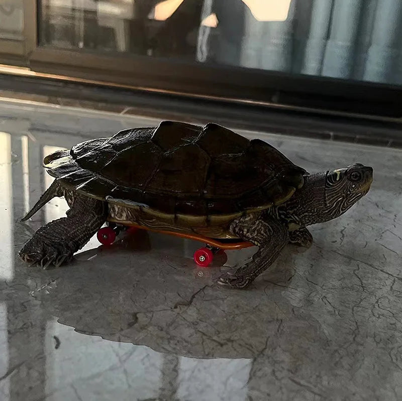 Schildkrötenspielzeug - Skateboard