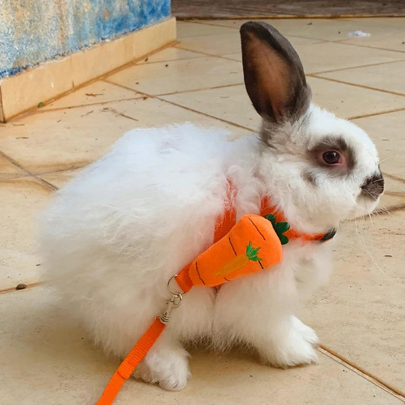 Imbracatura e guinzaglio piccoli animali