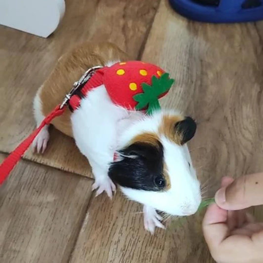 Imbracatura e guinzaglio piccoli animali