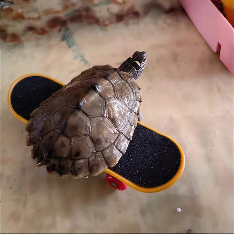 Schildkrötenspielzeug - Skateboard