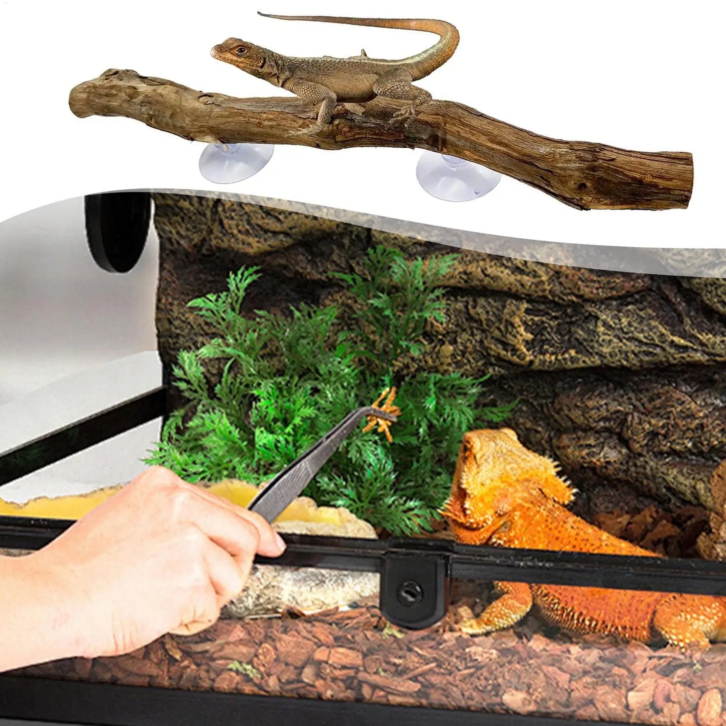 Ramo d'Albero in Legno per Rettili, Decorazione Antiscivolo per Terrario, Ornamento per Habitat