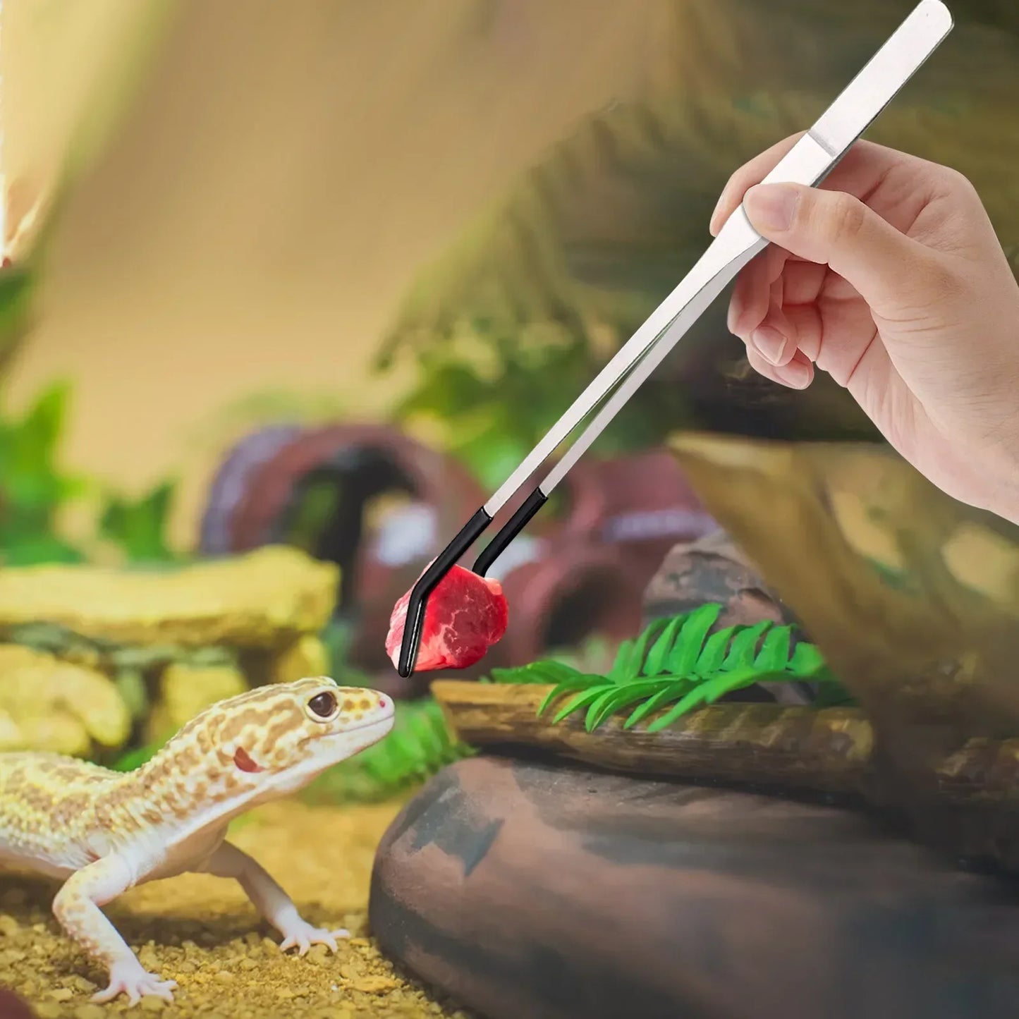 2 Stück gebogene Spitzpinzette für Bastelarbeiten, gerade und gebogene Edelstahlpinzette, Futterpinzette für Reptilien, Eidechsen, Spinnen