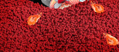 Mangime FCSC per pesci esotici