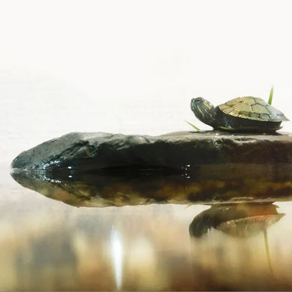 Kreatives Reptilien Terrarium Schildkröten Zubehör Tauchplattform Ruhehöhle Harz Kletterspielzeug Aquarium Dekoration Dekoration kriechende Tiere