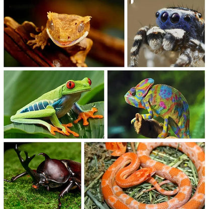 Ramo d'Albero in Legno per Rettili, Decorazione Antiscivolo per Terrario, Ornamento per Habitat