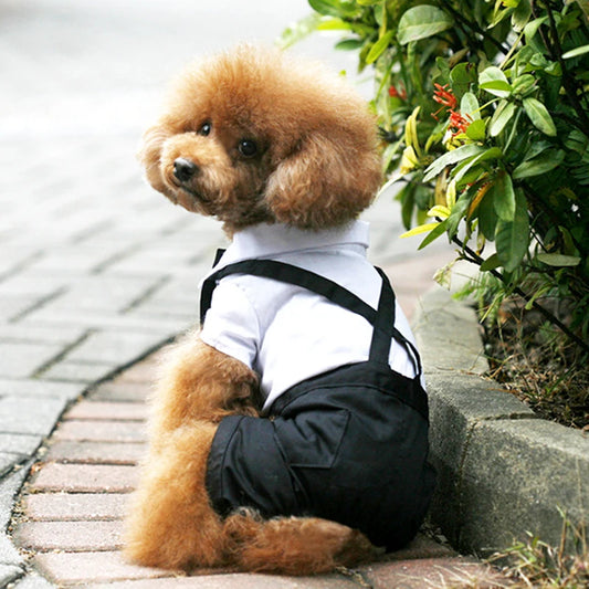 Completo elegante per cani tipo smoking