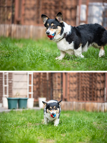 Palla da tennis cani con suono