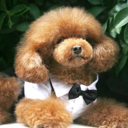 Completo elegante per cani tipo smoking