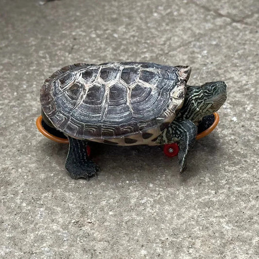 Giocattolo per tartarughe - skateboard