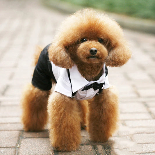 Completo elegante per cani tipo smoking