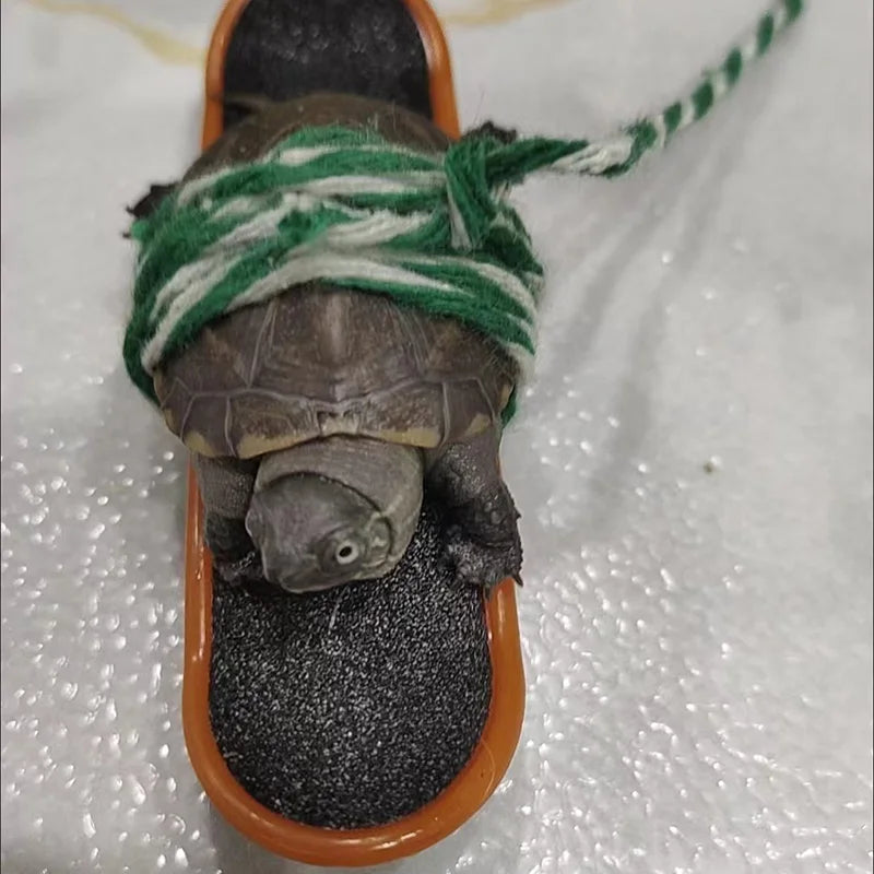 Schildkrötenspielzeug - Skateboard