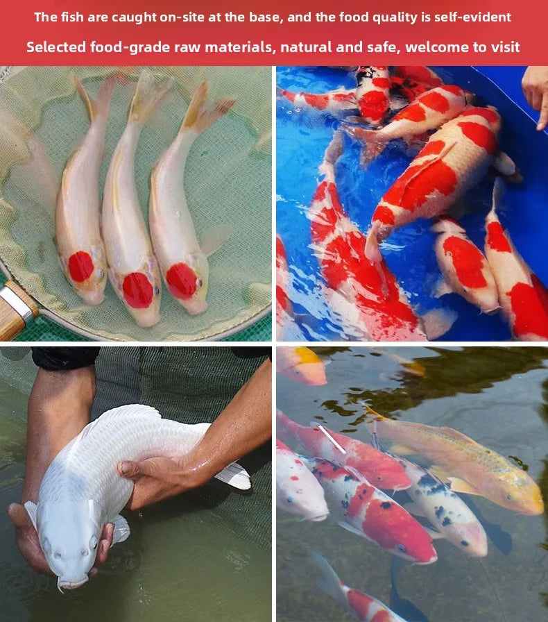 Cibo per carpe Koi, pesci rossi e pesci ornamentali