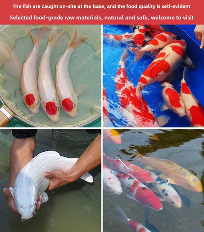 Cibo per carpe Koi, pesci rossi e pesci ornamentali