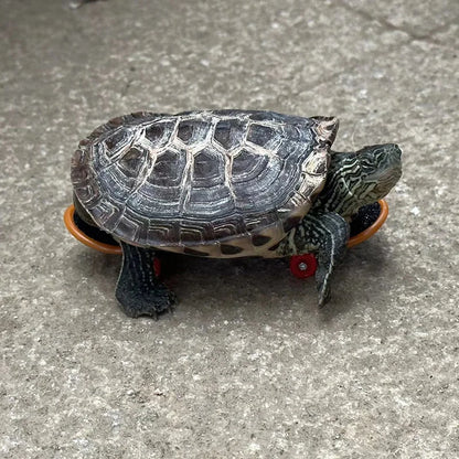 Schildkrötenspielzeug - Skateboard