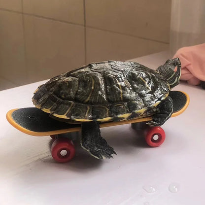 Schildkrötenspielzeug - Skateboard