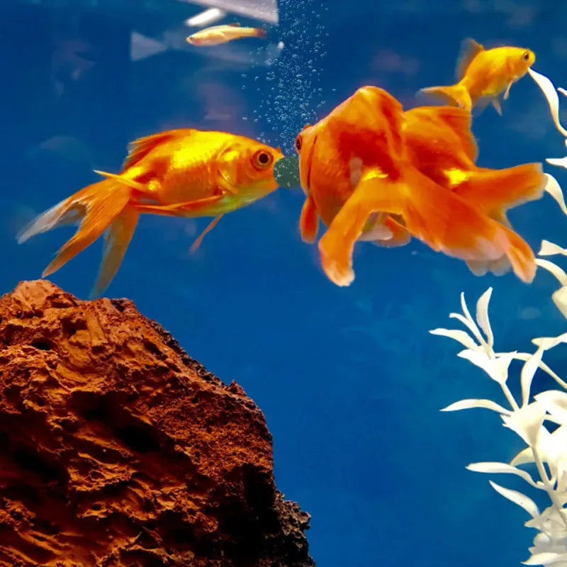 Cibo per pesci tropicali