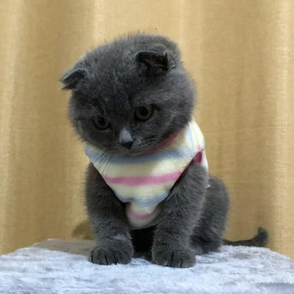 Maglioncino a tema, invernale gatti/cuccioli