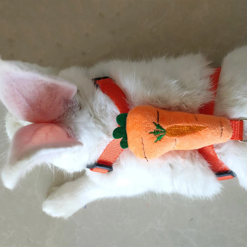 Imbracatura e guinzaglio piccoli animali