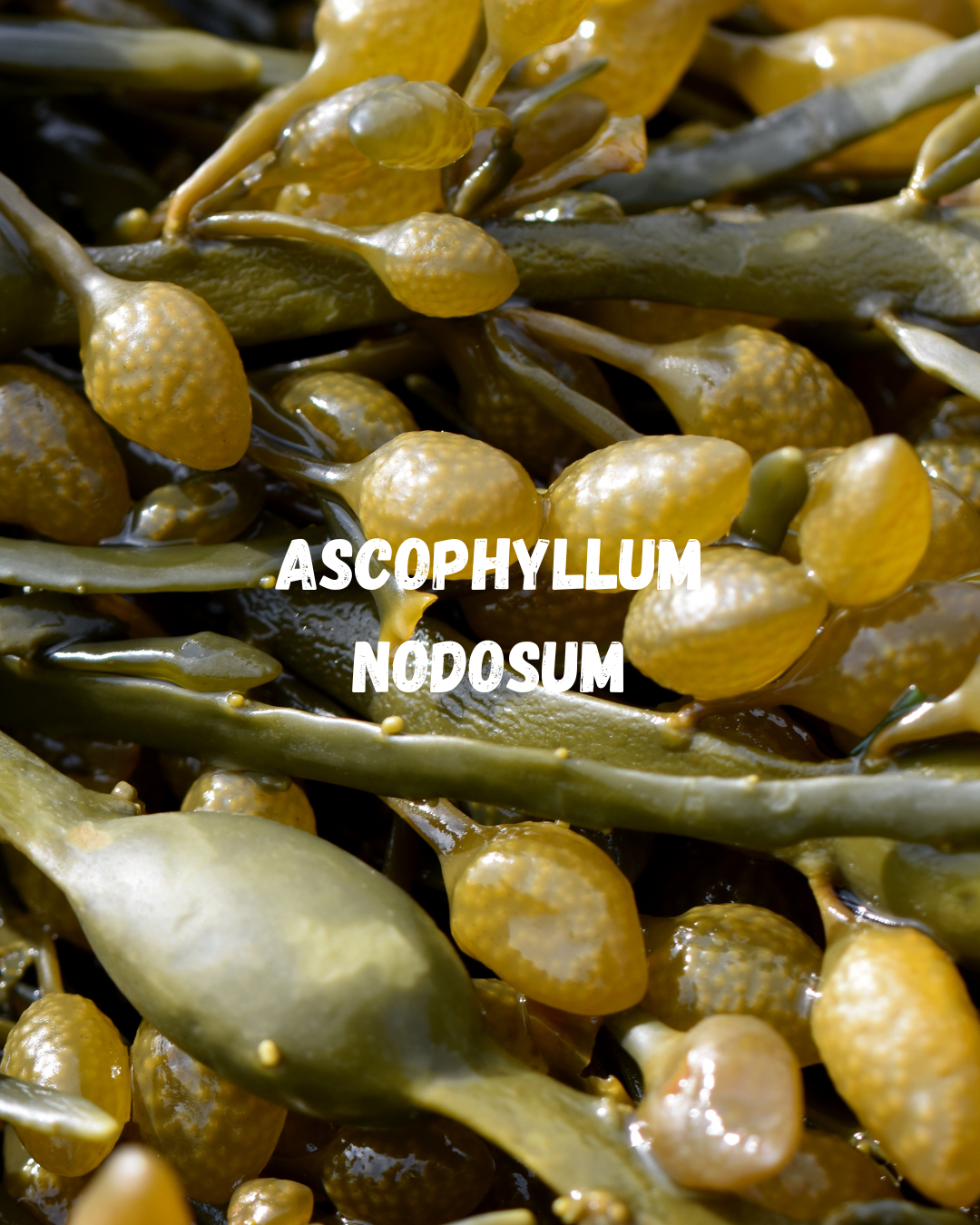 Integratore Alimentare - KELP POWDER (Igiene Orale)