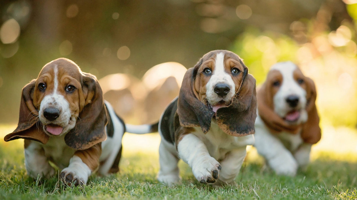 Integratore Alimentare per cuccioli - Puppy Support