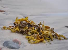 Integratore Alimentare - KELP POWDER (Igiene Orale)