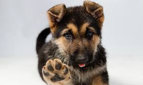 Integratore Alimentare per cuccioli - Puppy Support