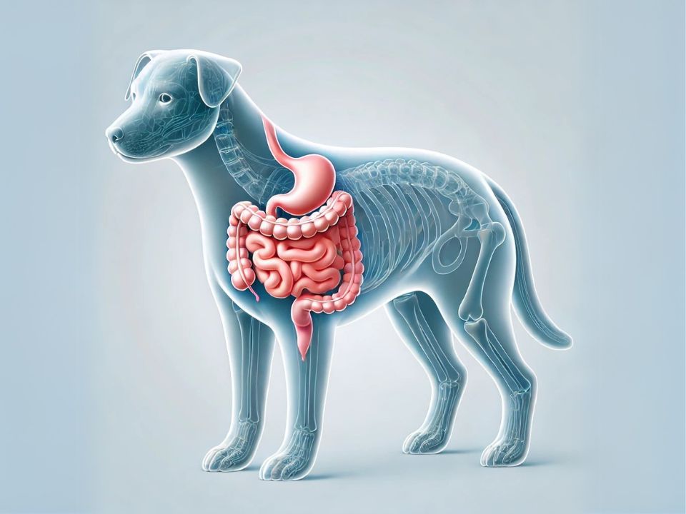 Integratore Alimentare - PROTEZIONE PROBIOTICA